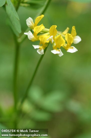 Bog Deer-vetch blossoms detail