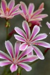 Lewisia cotyledon var. howellii blossoms detail