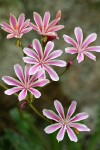 Lewisia cotyledon var. howellii blossoms detail