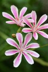 Lewisia cotyledon var. howellii blossoms detail