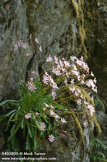 Lewisia cotyledon var. howellii