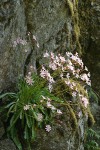 Lewisia cotyledon var. howellii