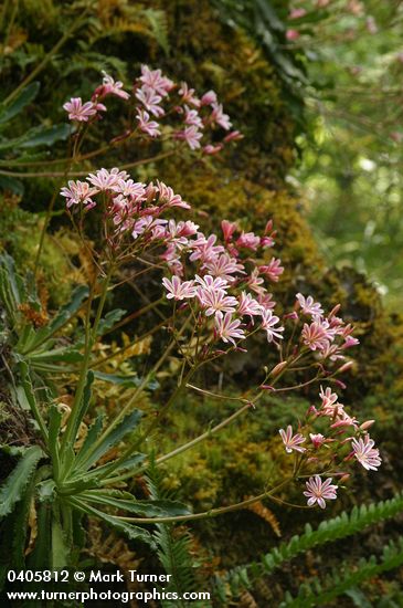 Lewisia cotyledon var. howellii