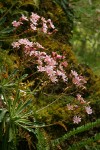 Lewisia cotyledon var. howellii