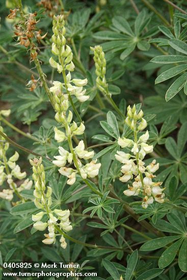 Sickle-keeled Lupine blossoms & foliage