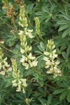 Sickle-keeled Lupine blossoms & foliage