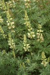 Sickle-keeled Lupine blossoms & foliage