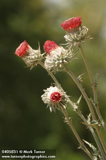 Cobwebby Thistle blossoms