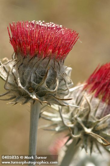 Cobwebby Thistle blossoms