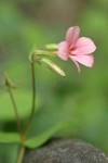 Woodland Phlox blossom
