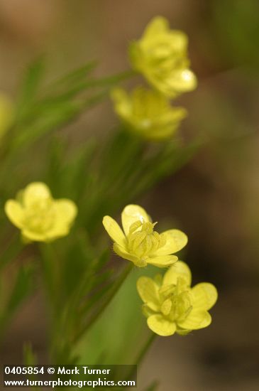 Corn Buttercup blossoms