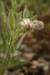 Woolly-headed Clover blossom & foliage