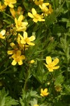 Western Buttercups