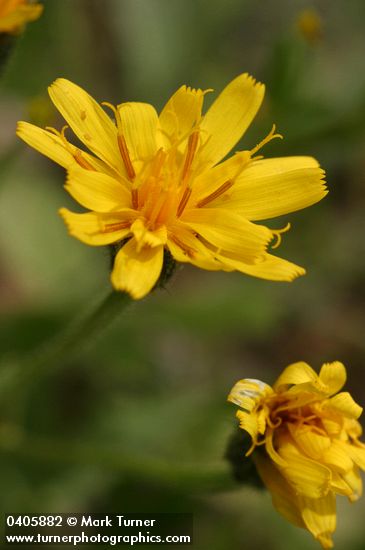 Western Hawksbeard blossom detail