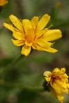 Western Hawksbeard blossom detail