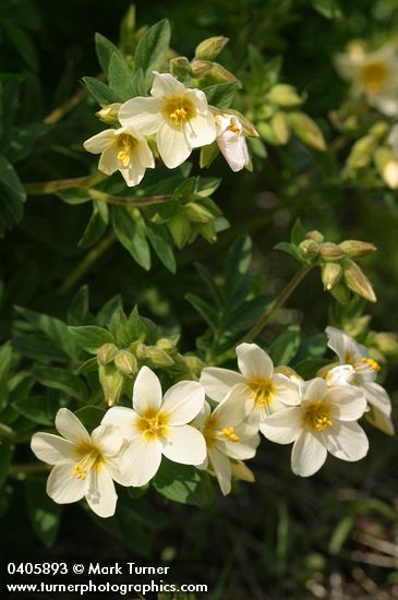 Salmon Polemonium blossoms & foliage