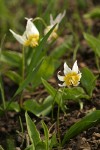 Klamath Fawn Lily