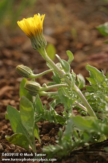 Baker's Hawksbeard
