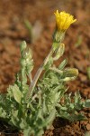 Baker's Hawksbeard