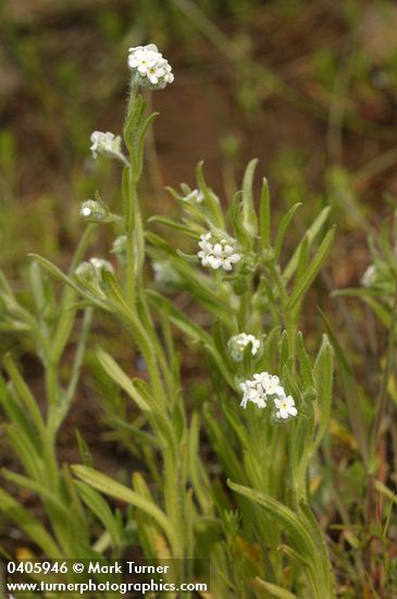 Torrey's Cryptantha