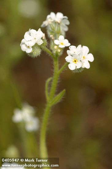 Torrey's Cryptantha blossoms