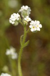 Torrey's Cryptantha blossoms