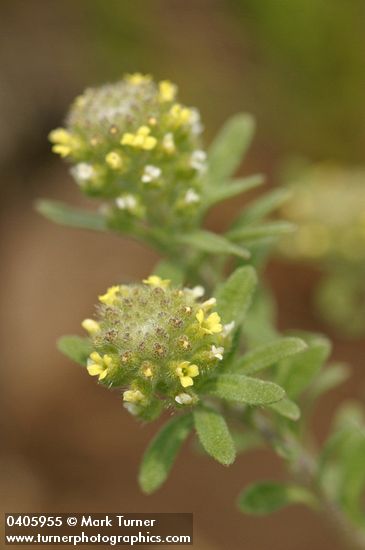 Small Alyssum blossoms detail