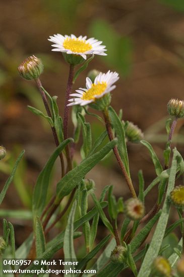 Eaton's Daisy
