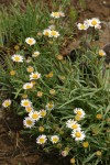 Eaton's Daisy