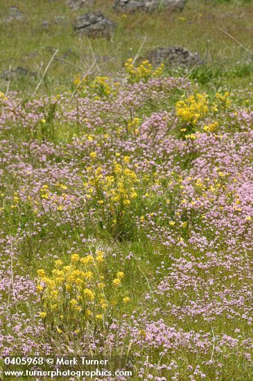 Marsh Yellow Cress among Rosy Plectritis