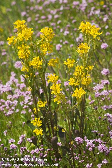 Marsh Yellow Cress among Rosy Plectritis