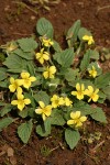 Goosefoot Violet