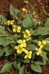 Goosefoot Violet