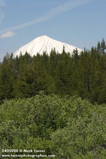 Wax Currant w/ Mt. McLoughlin bkgnd