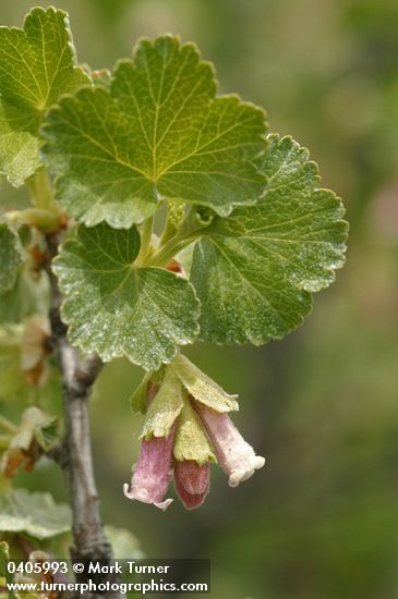 Wax Currant blossoms & foliage detail