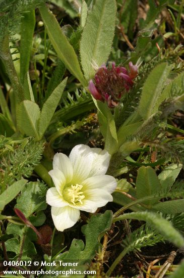 Nevada Lewisia w/ Long-Stalked Clover