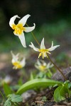 Klamath Fawn Lily