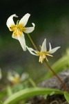 Klamath Fawn Lily