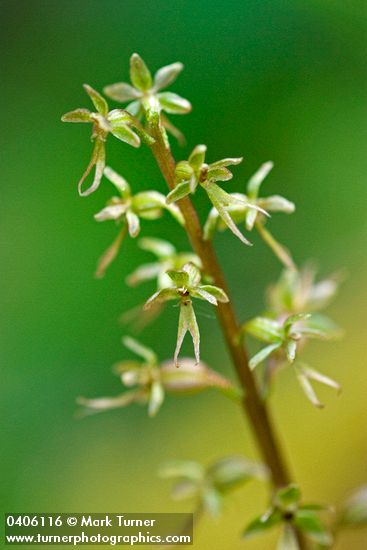 Heartleaf Twayblade blossoms detail