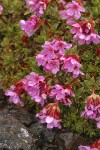 Douglasia