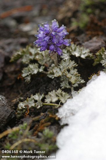 Olympic Cut-leaf Synthyris w/ melting snow