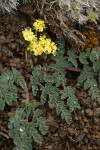 Martindale's Lomatium