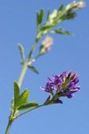 Alfalfa blossoms & foliage low angle against blue sky