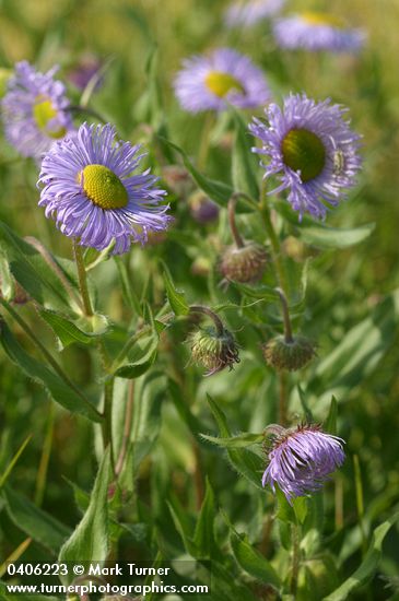 Showy Fleabane