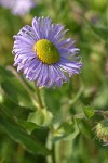 Showy Fleabane blossom detail