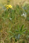 Fivefinger Cinquefoil