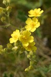 Fivefinger Cinquefoil blossoms detail
