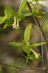 Utah Honeysuckle blossoms & foliage