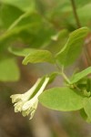 Utah Honeysuckle blossoms & foliage
