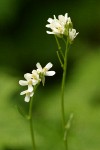 Cascade Rockcress blossoms